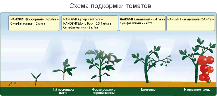 Жизненные циклы растений. Гаметофит и спорофит • Биология, Растения и грибы • Фоксфорд Учебник