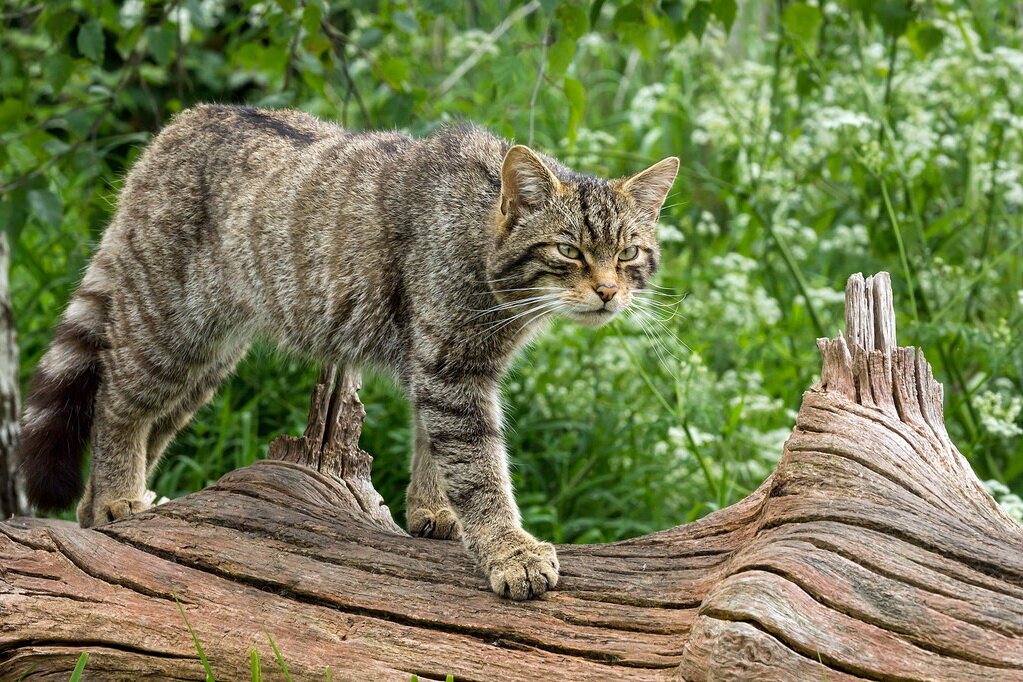 Европейский лесной кот - опасный хищник. | Кошки. Милые и беспощадные | Дзен