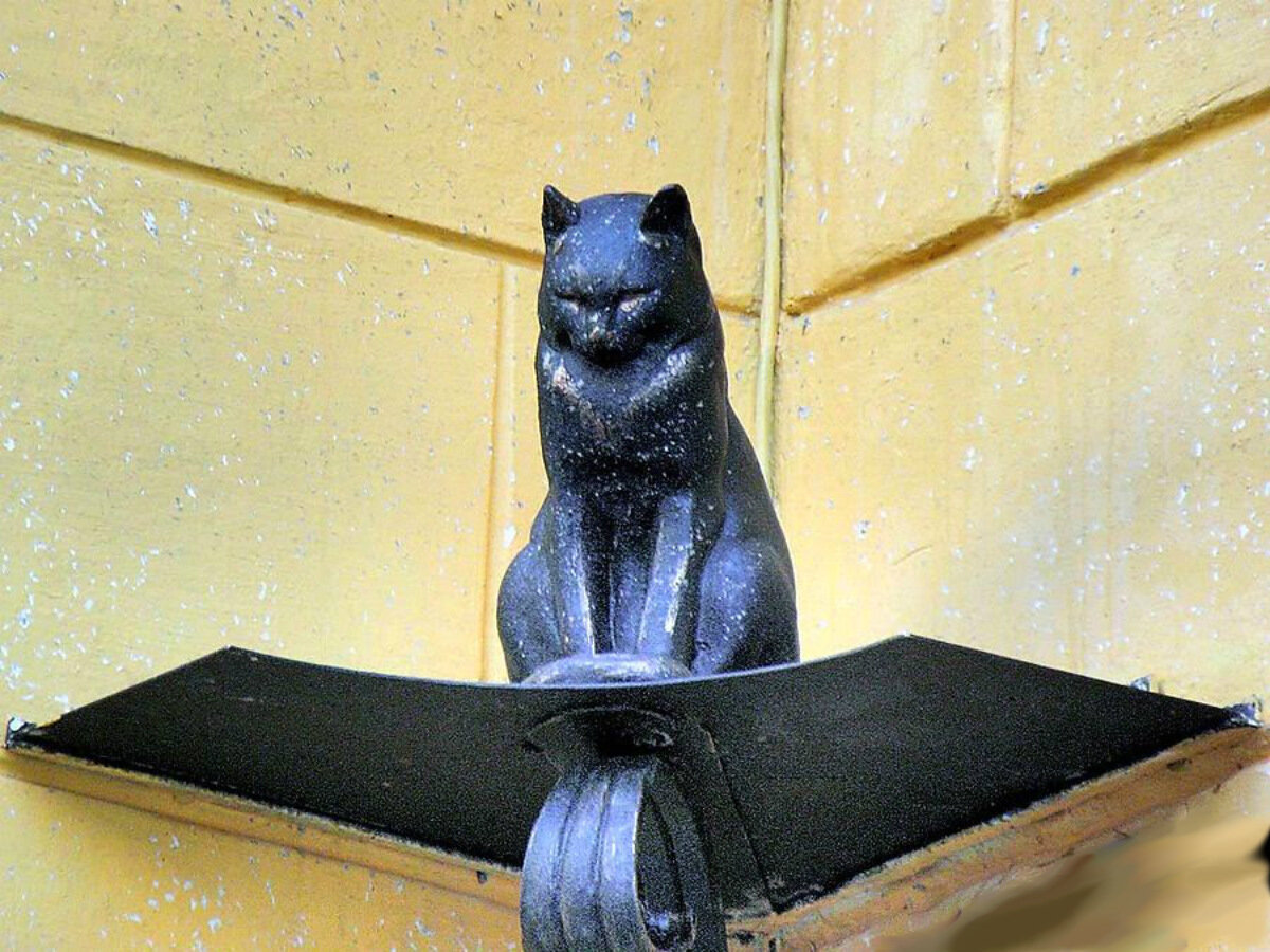 коты в санкт петербурге