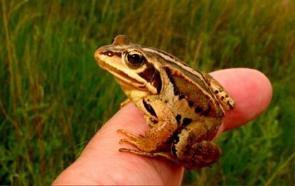 Считается, что убивать или обижать подобного соседа нельзя. Уйти лягушка должна сама. Не удерживайте и не прогоняйте ее. При нарушении правил в дом придут неприятности.