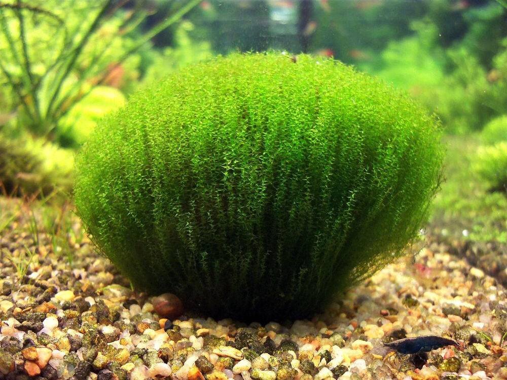 Красивый куст мха стринги в аквариуме