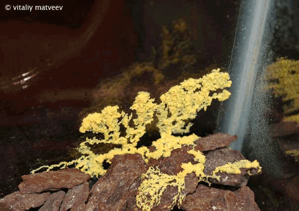 Physarum polycephalum (Физарум многоголовый) — гриб, умеющий передвигаться и решать лабиринты