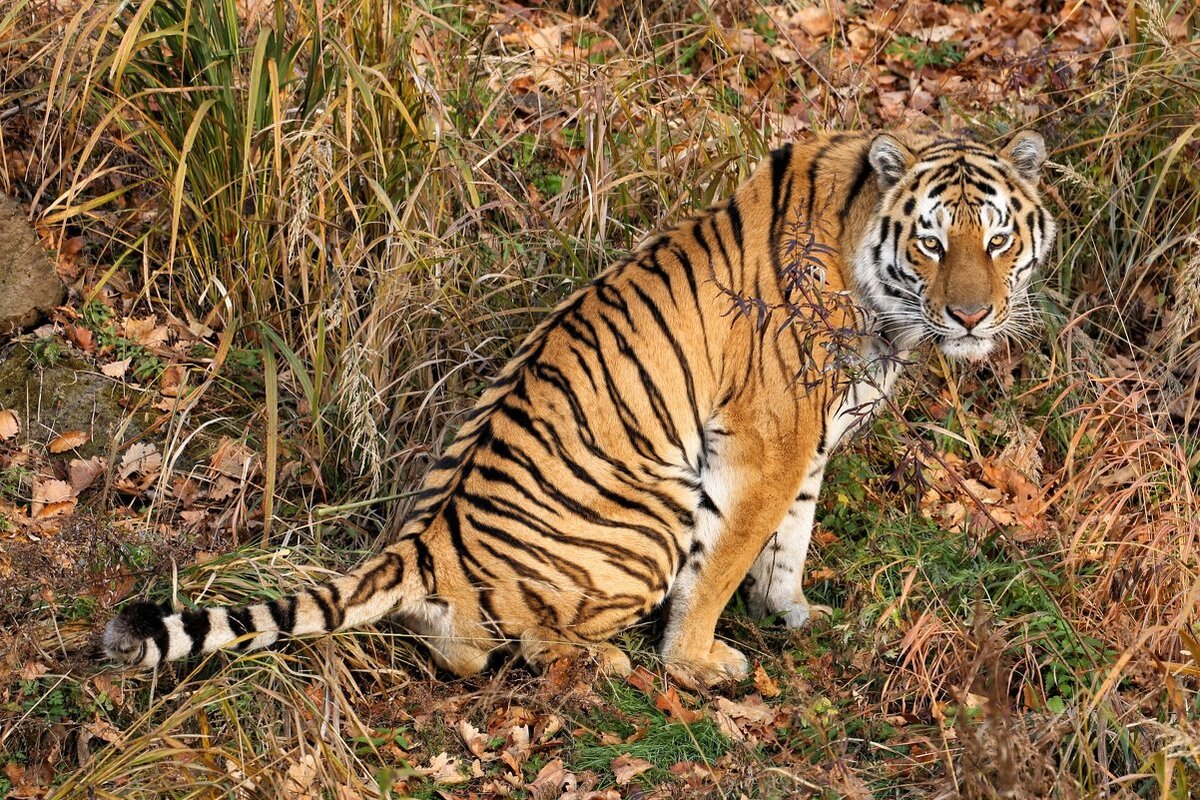 Амурский тигр. Фото из открытых источников. Носит иллюстративный характер.