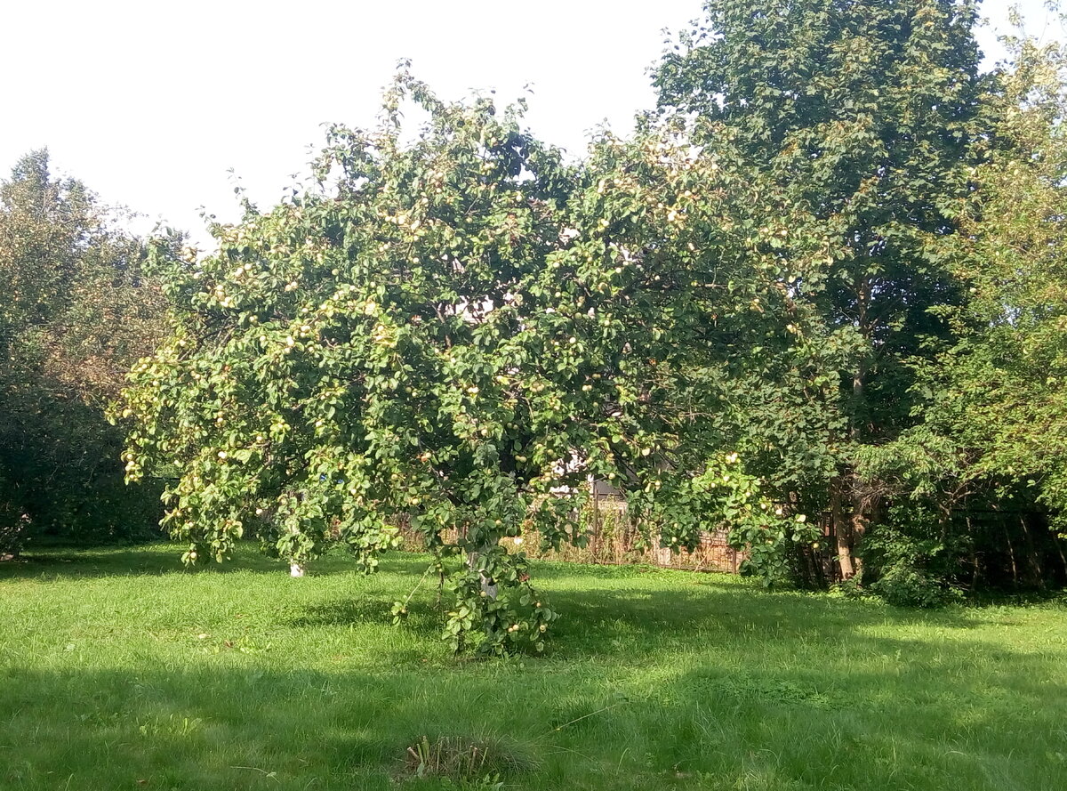 Яблони в больнице