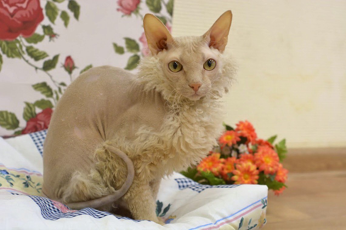 Сфинкс с шерстью 