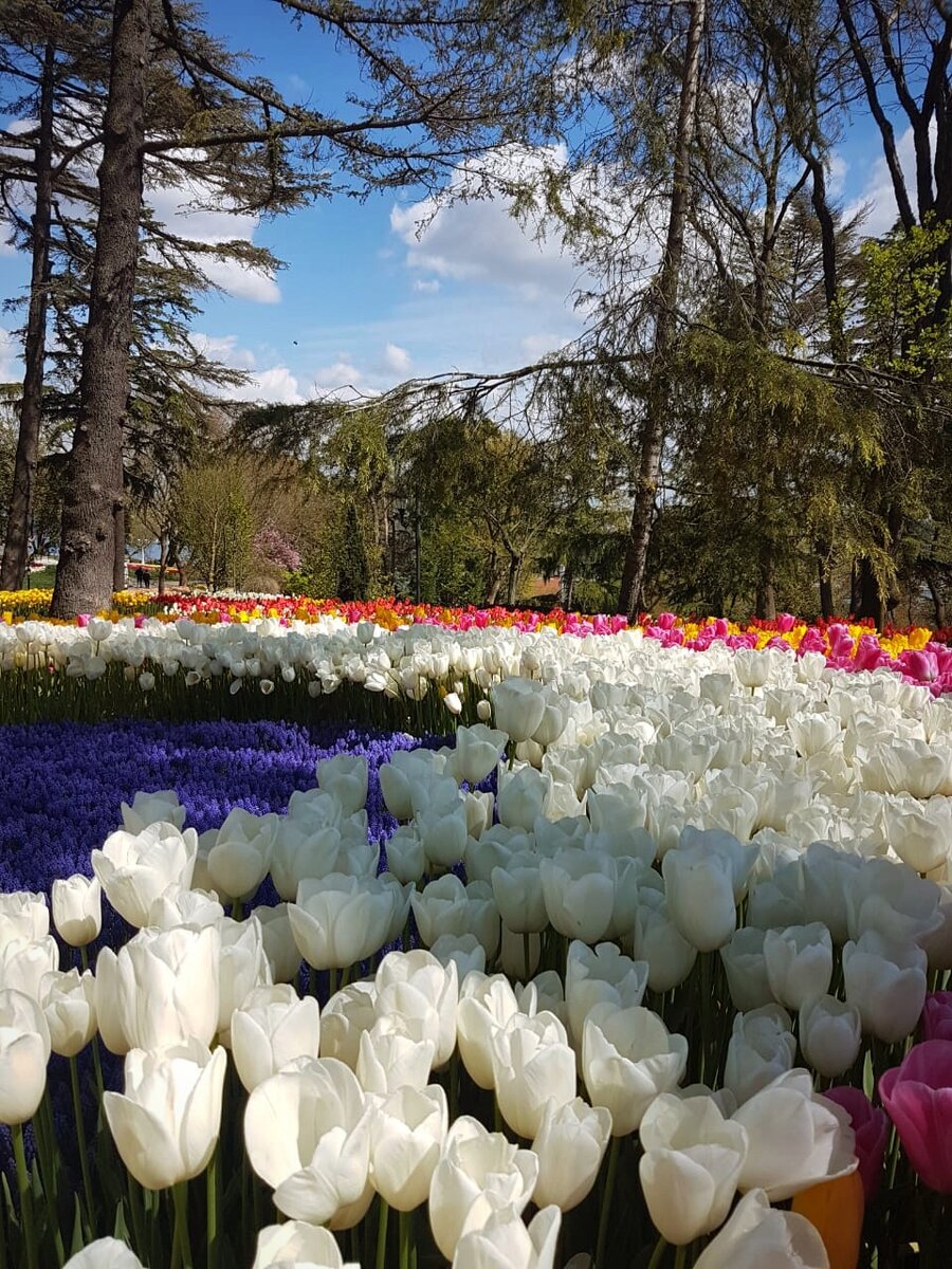 Монтре Швейцария тюльпаны