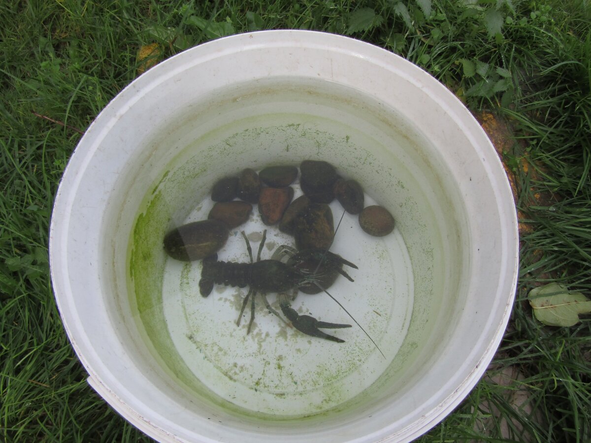 Вообще это больше похоже на ведро из-под… чего-то там, но нет… это дом Денчика.