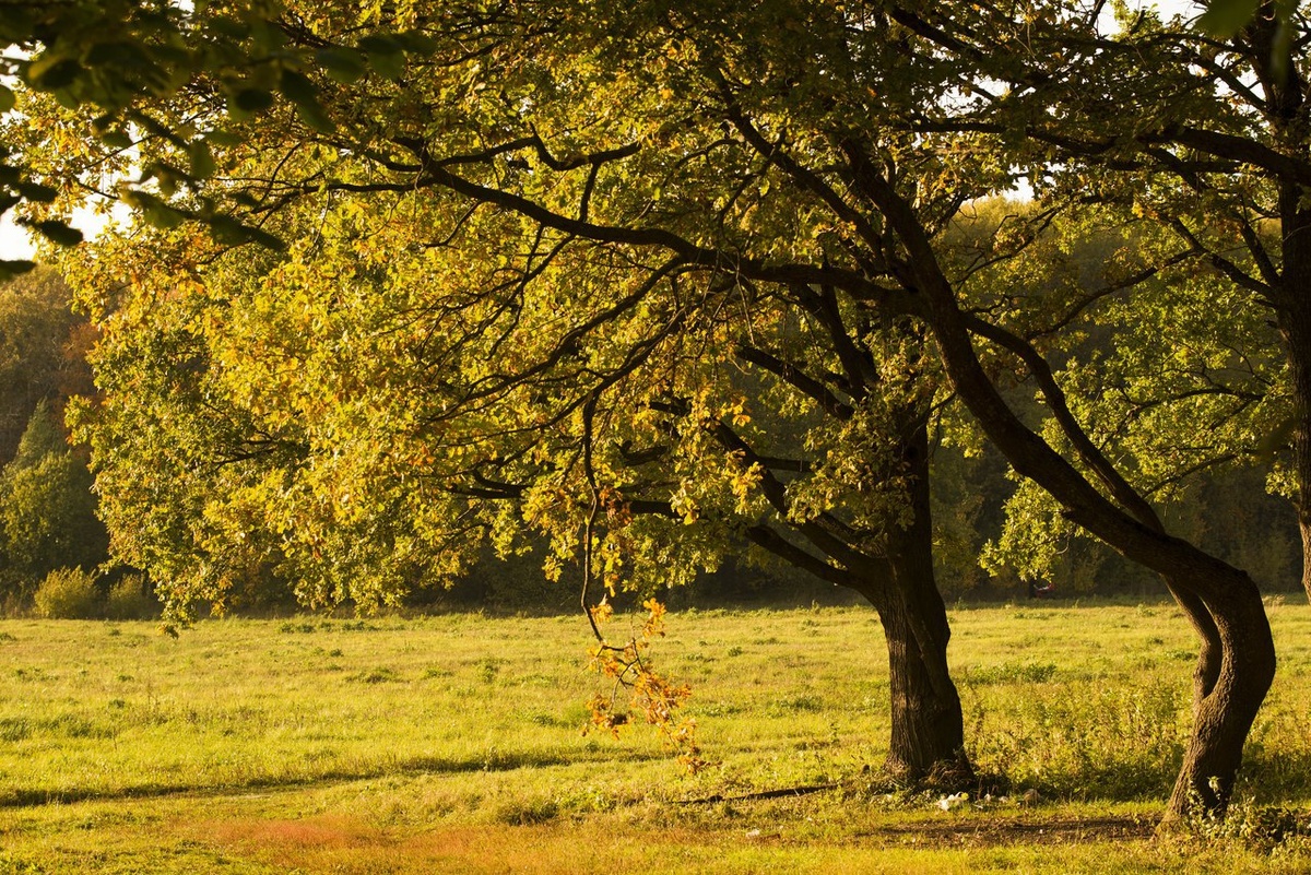 Парк осенью. Фото: photobook33.ru