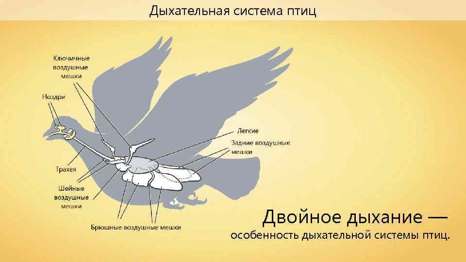 Полёт птиц — Википедия