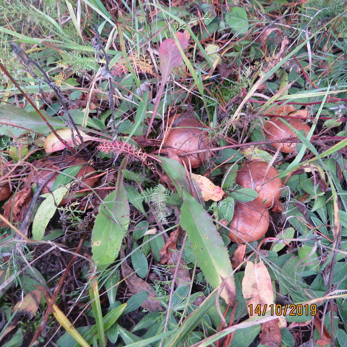 немного покрупнее, но тоже взять нечего.