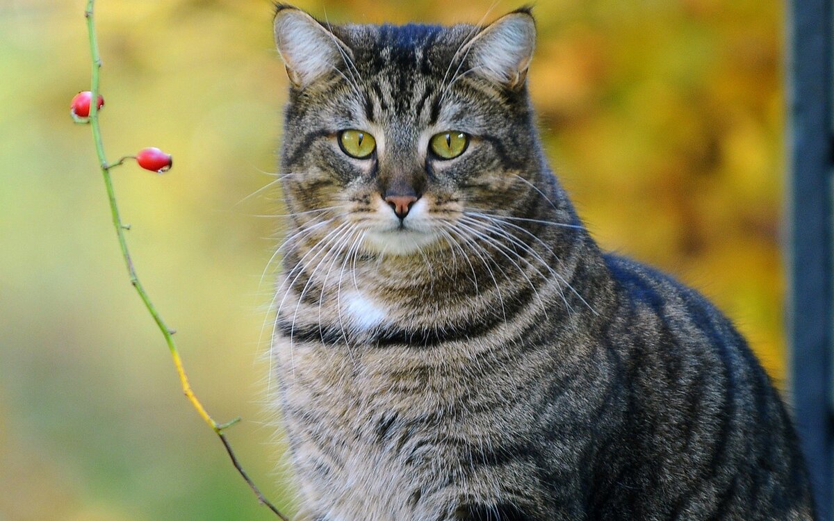 Фот на такого красавца был похож Фросик... Фото с сайта http://winallos.com/oboi/koshki/16156-kot-yagody-polosatyy-kote.html