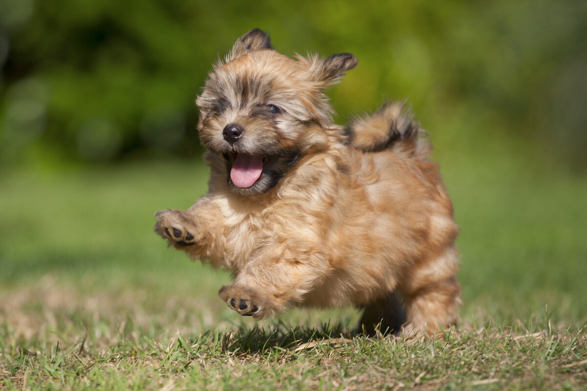 https://www.sheknows.com/living/articles/1024195/20-of-the-cutest-small-dog-breeds-on-the-planet/4/