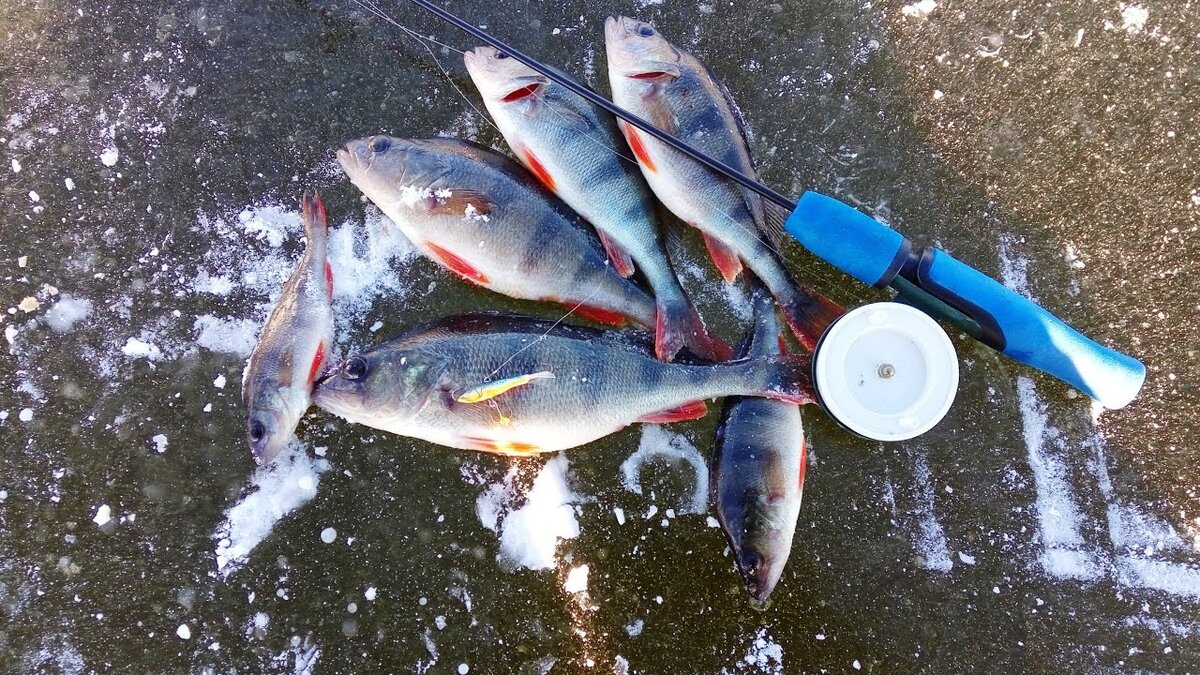 Ловля окуня по первому льду | О рыбалке и вокруг неё | Дзен