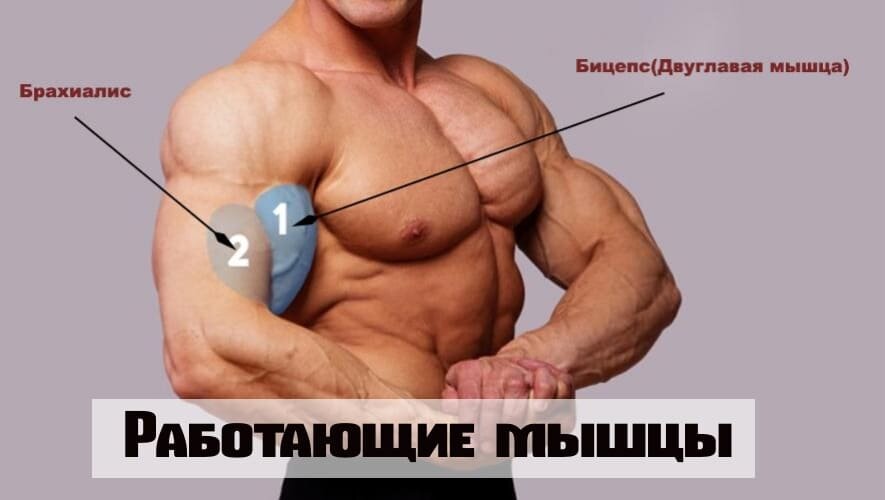 упражнения с гантелями для накачки бицепса. наружный бицепс. брахиалис упражнения штангой. наружный бицепс. бицепс трицепс брахиалис.