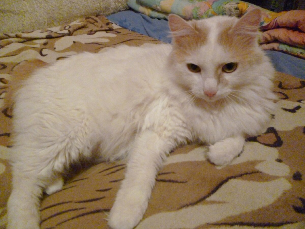 Вуд во время болезни. Фото  Автора