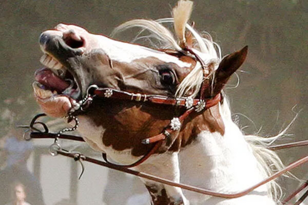 Источник фото сервис Яндекс.Картинки