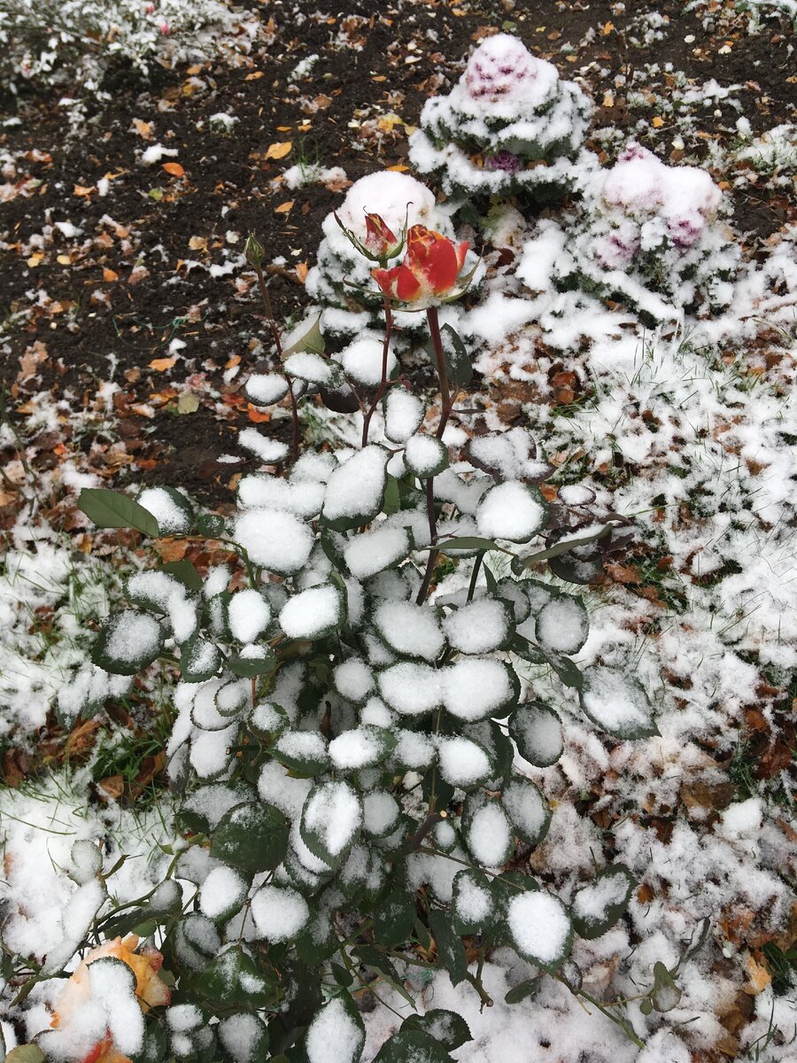 Роза под снегом