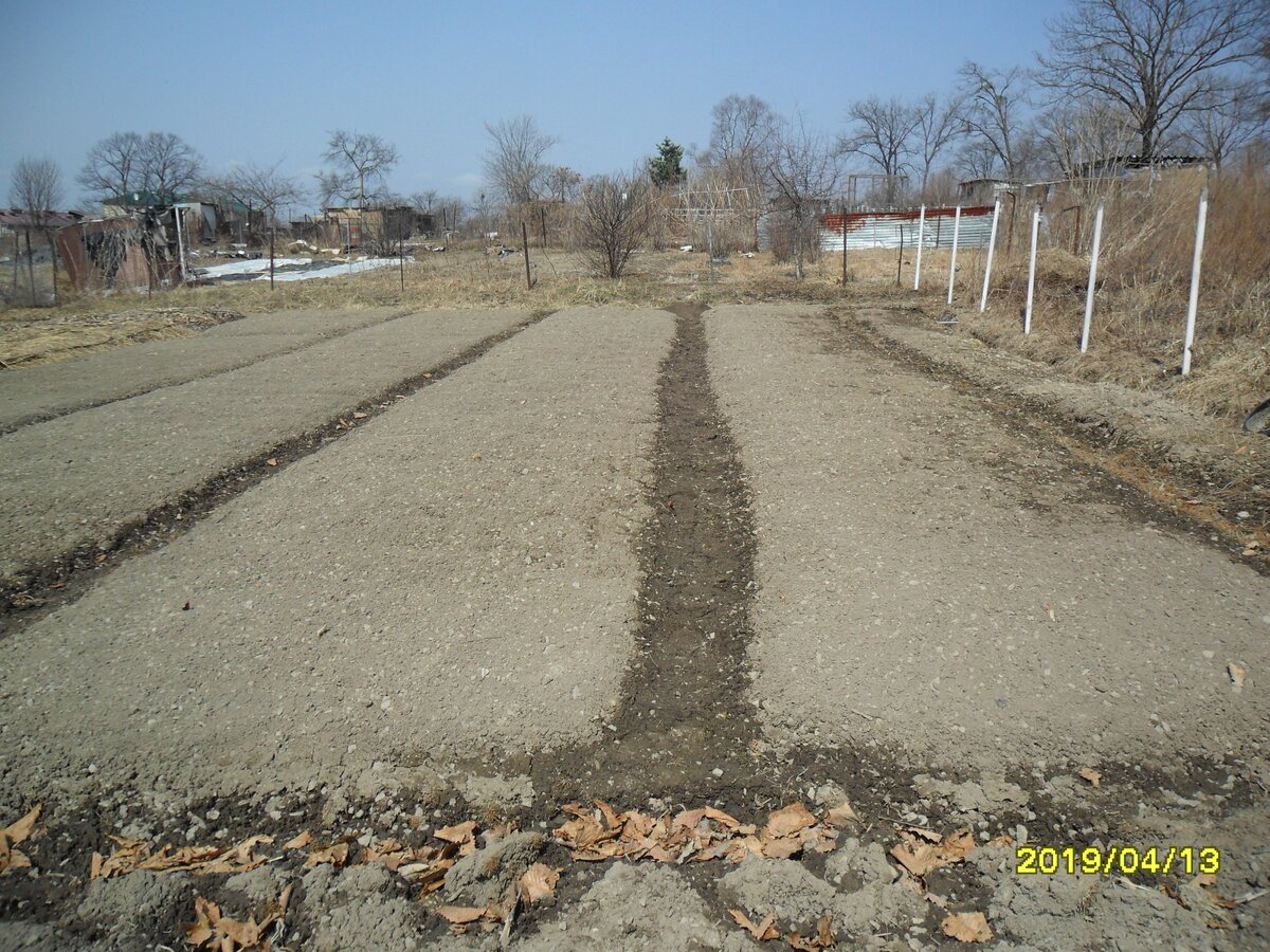 Четыре картофельные грядки