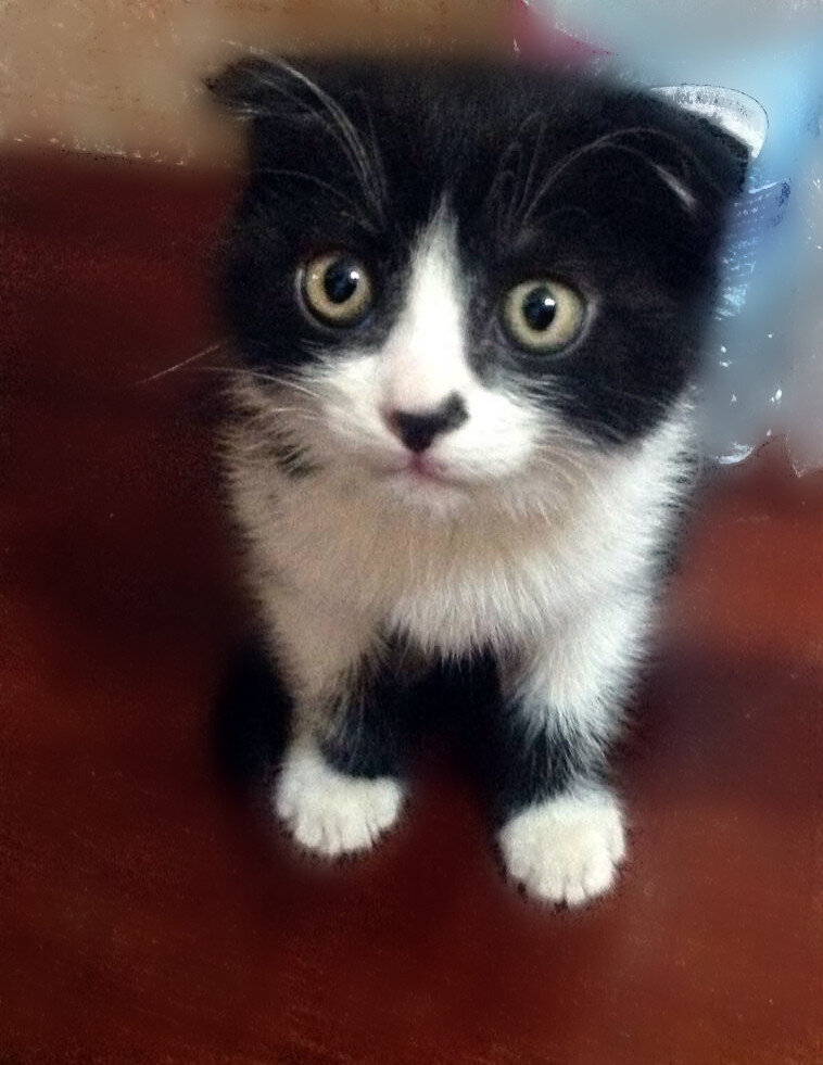 Выпученные глазки указывают на копростаз