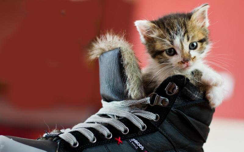 Как избавиться от запаха кошки в обуви | Animal life | Дзен