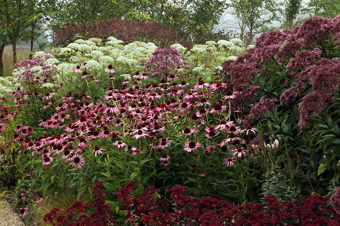 Сочетание очитка видного с посконником пурпурным и эхинацеей пурпурной.       Источник фото: Яндекс картинки.