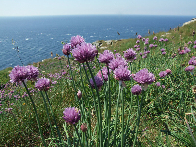 Лук скорода в дикой природе, Англия/ Photo by Philip Goddar/ flickr.com