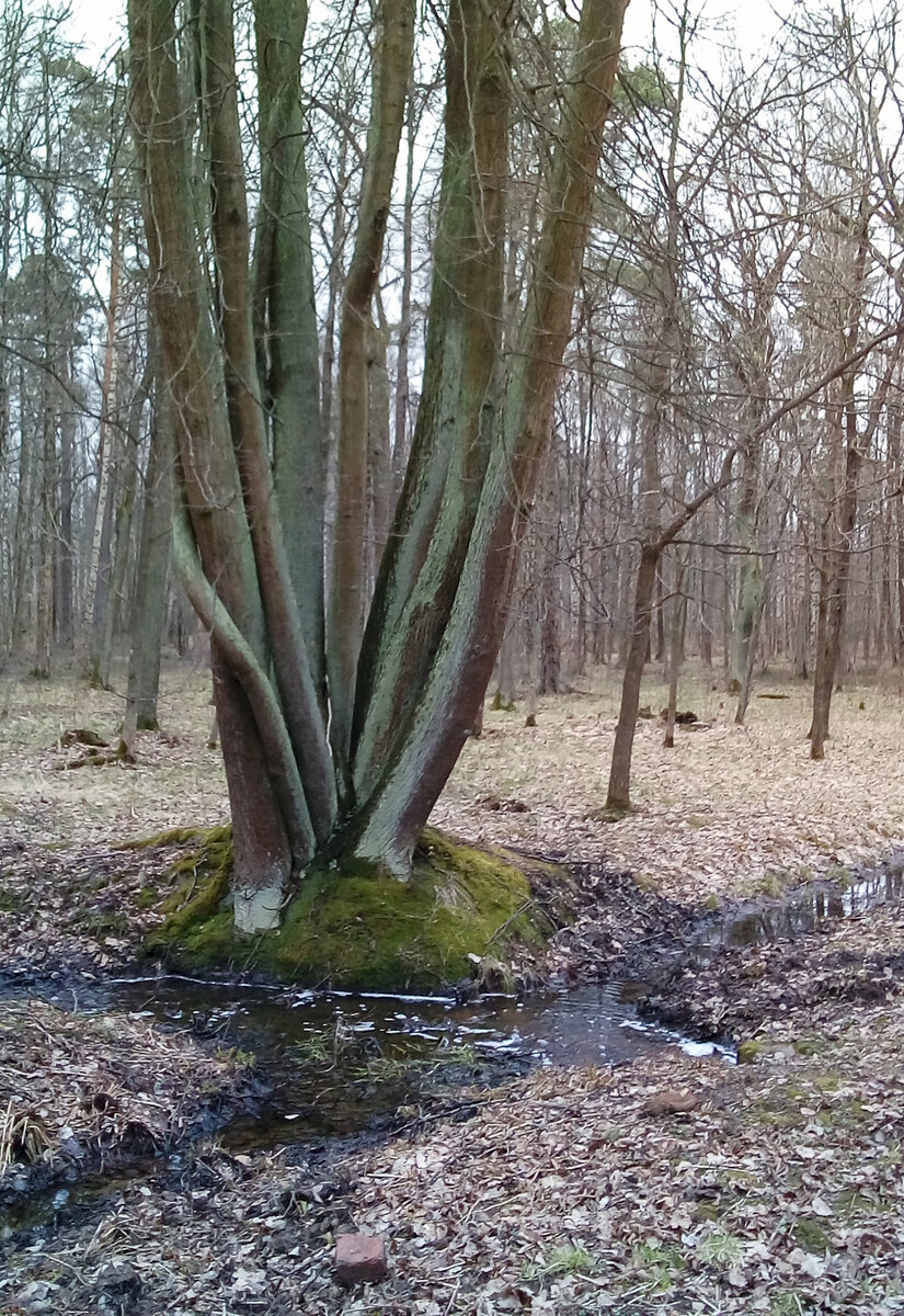Весной в парке много воды