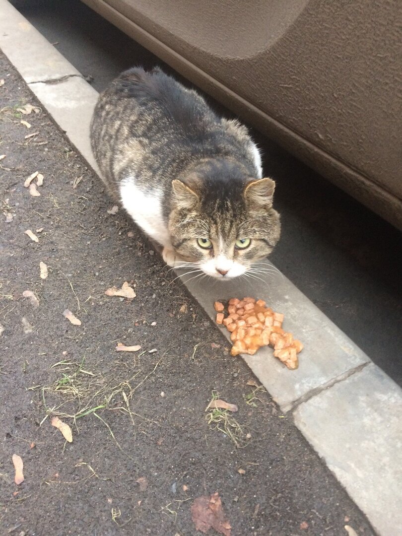 Жора Дирижёр.