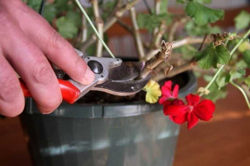 Как правильно обрезать герань зимой и наслаждаться шикарным цветением растения?