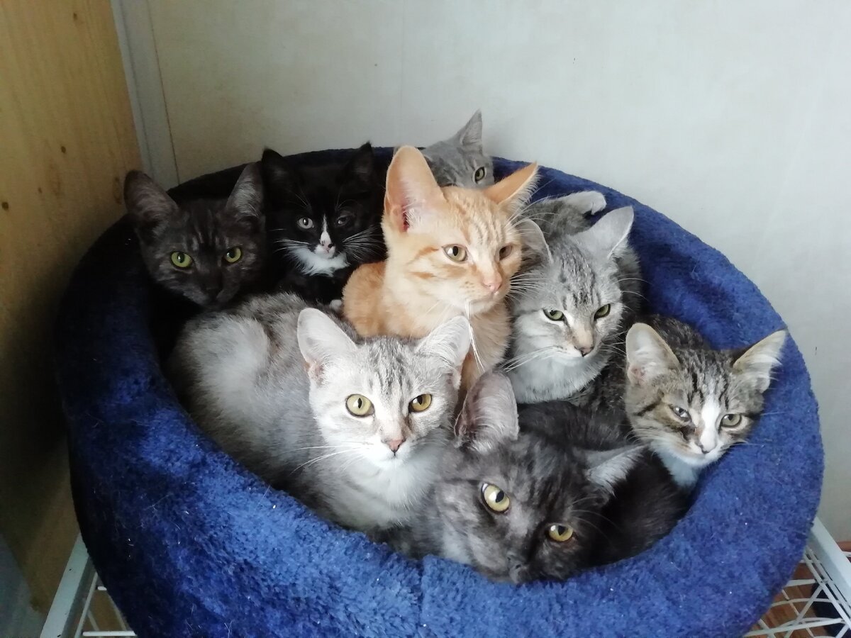 Кошачье лукошко в приюте