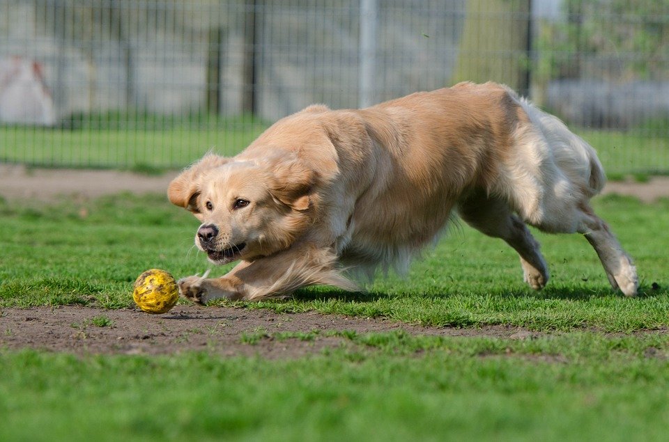 https://cdn.pixabay.com/photo/2015/05/02/23/32/golden-retriever-750565_960_720.jpg