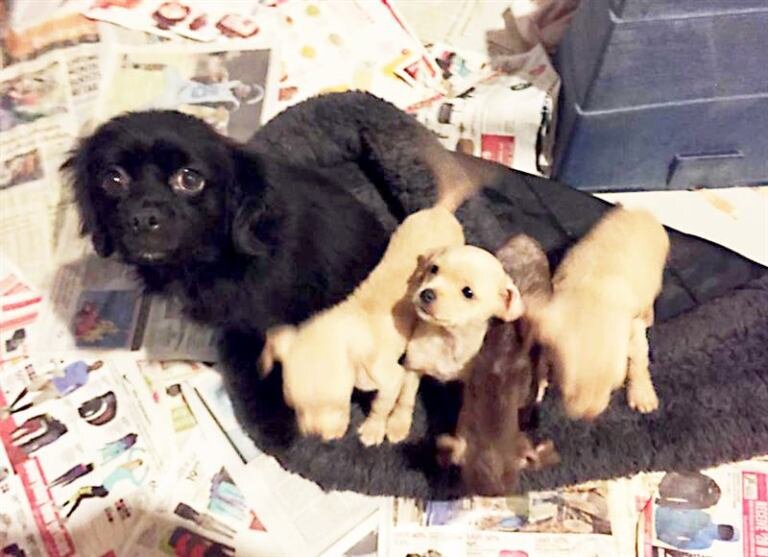 Картинка Яндекс