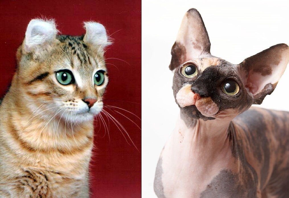 американский керл и канадский сфинкс