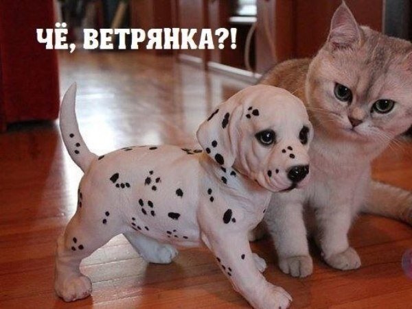 это тоже отсюда http://ssu.com.ru/vetryanka-smeshnye-kartinki.html