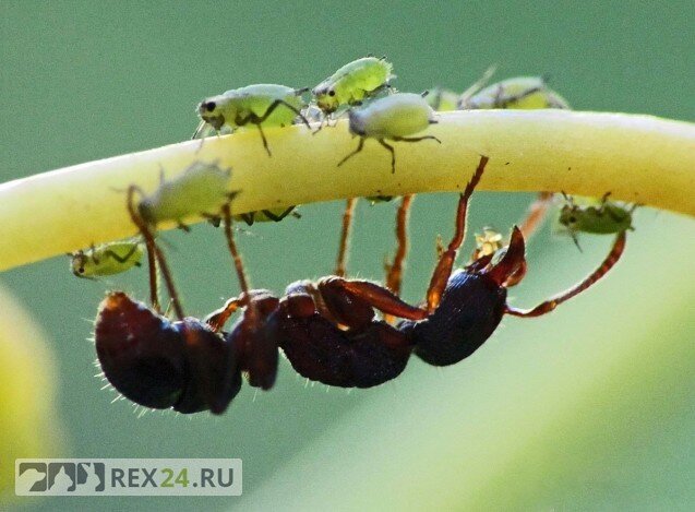 Фото: ttbox.ru
