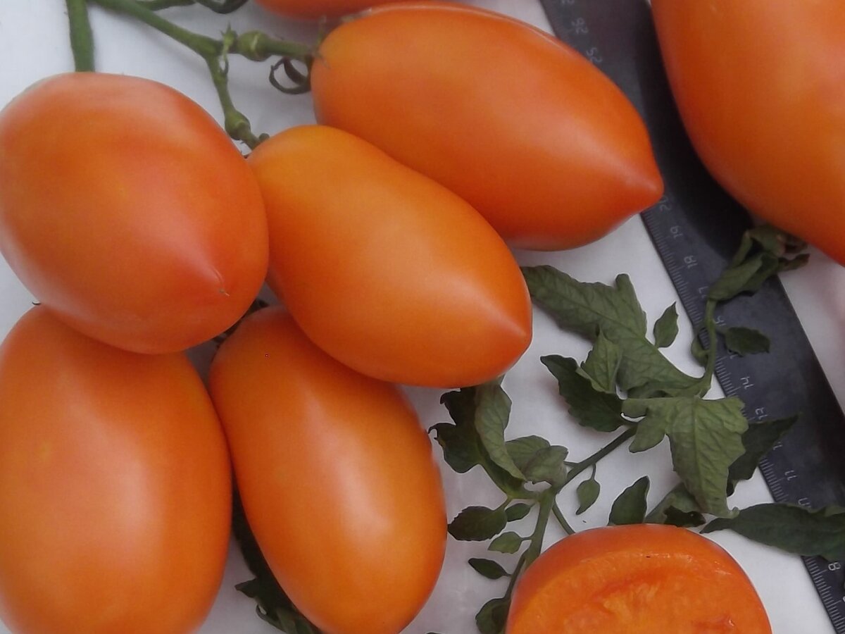 Томат лимончик красный. Экокультура. Томат сливовидный жёлтый 350гр. Томат лимончик красный. Сорт помидор лимонные дольки.