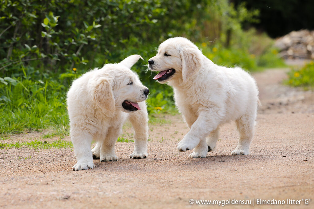 Наши милые щенки золотистого ретривера.