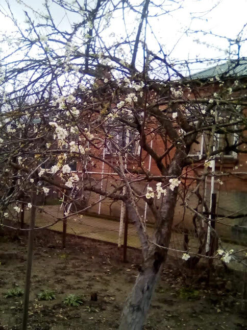 Алыча цветет. Декабрь. Абинск.