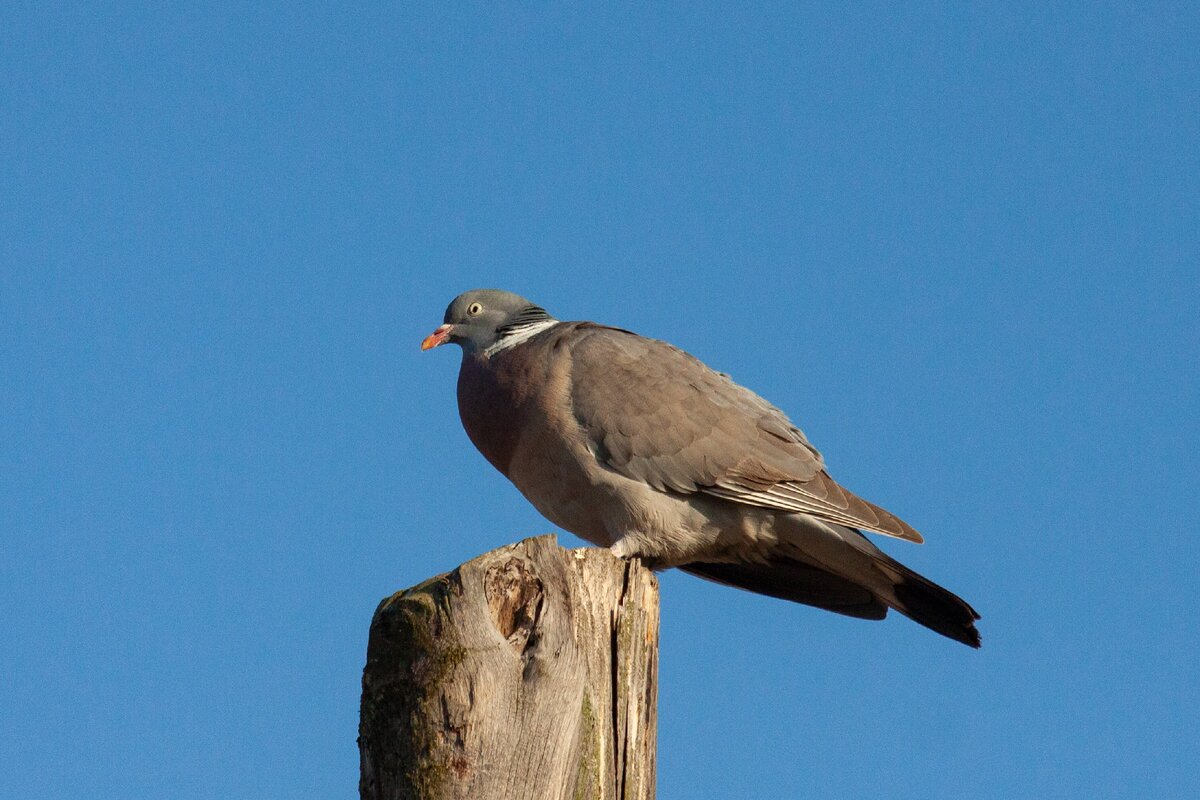 Вяхирь (Columba palumbus)