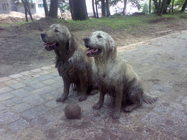 А потом они пойдут купаться в белоснежную ванну