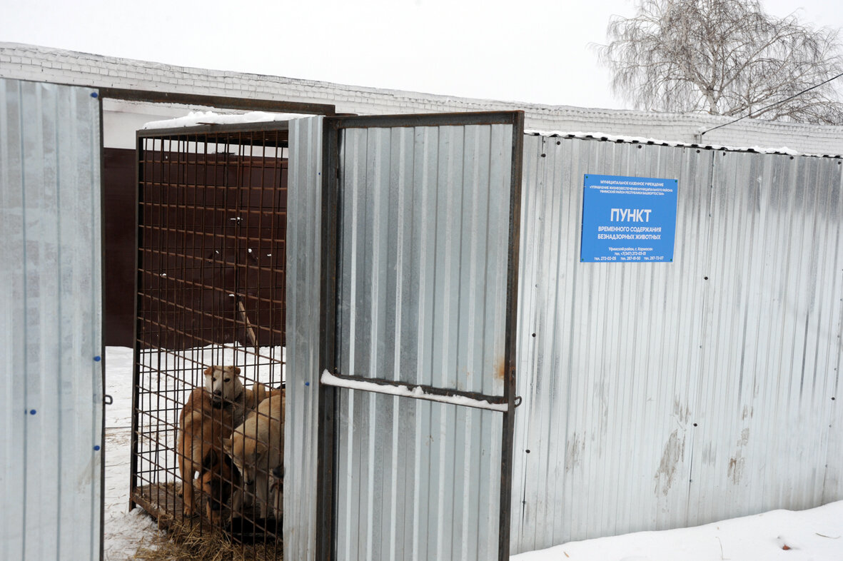 Вольер для служебных собак. Временное содержание животных. Пункт временного содержания собак. Отлов собак белгород телефон. Приют для кошек в стрежевом.