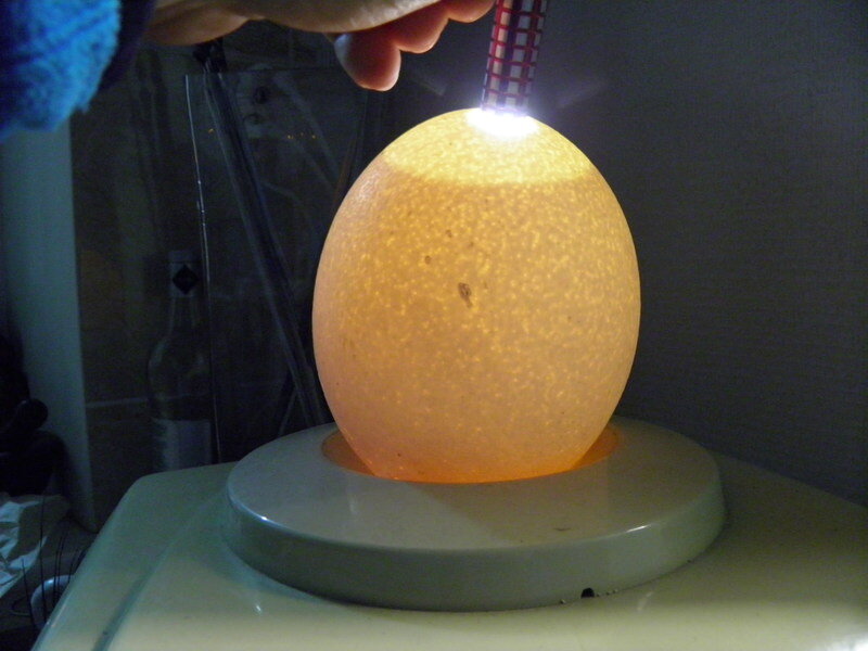 Фото яйца в инкубаторе на 7 день