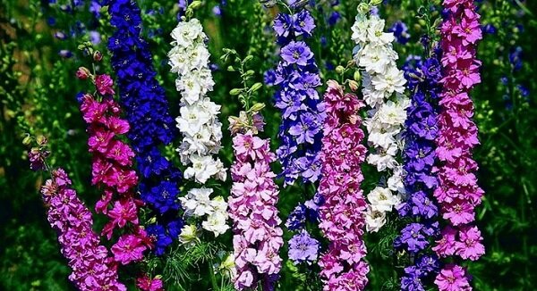 фото из интернета