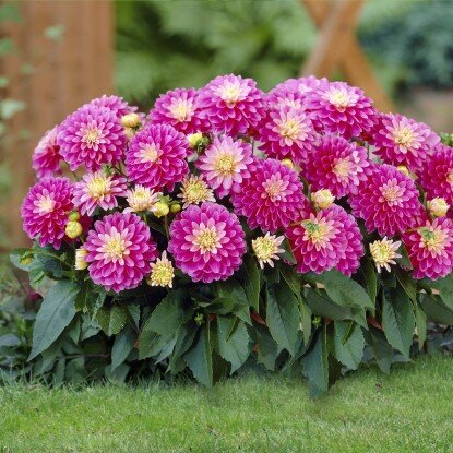 Георгин Гэллери Рембрант