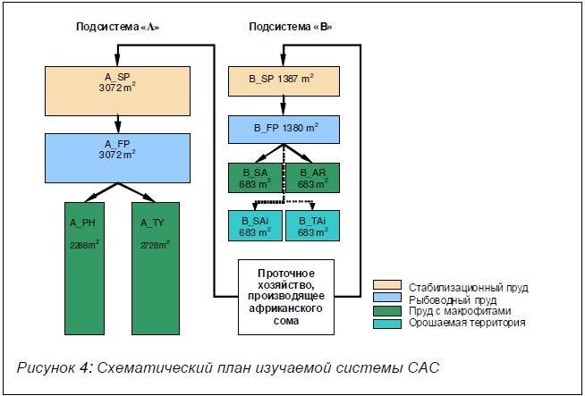 Африканский клариевый сом: особенности разведения