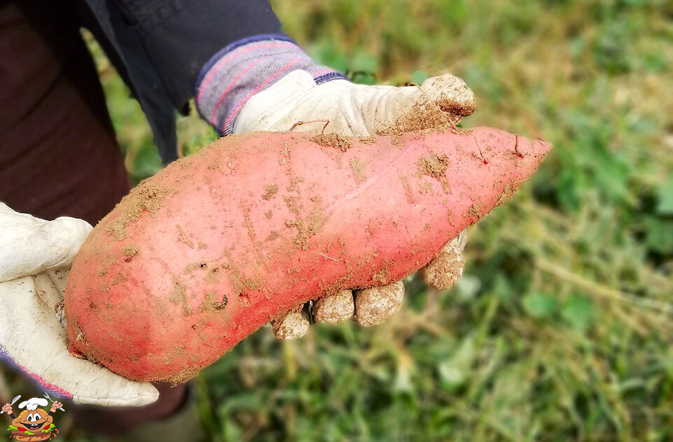 Это батат, сладкий картофель или, если по науке, Ipomoéa batátas.