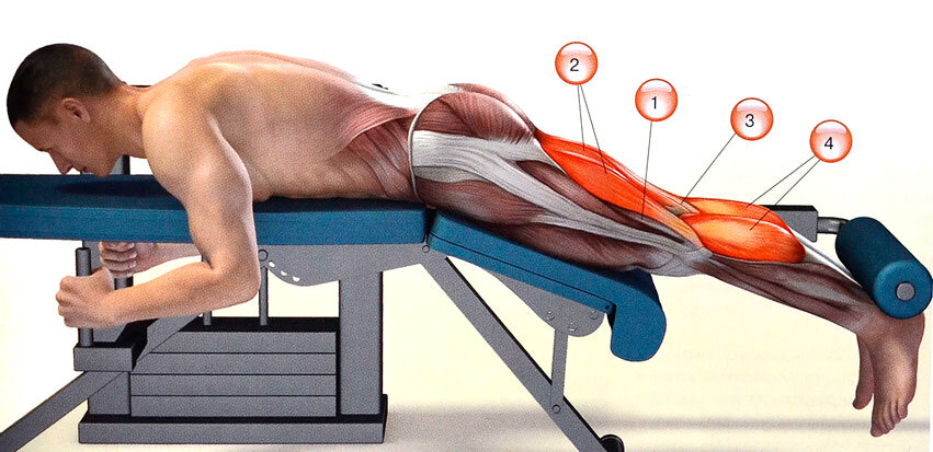 Передняя группа мышц бедра сгибатель бедра