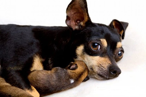 3 лучших красивых костюмчиков для животных с Aliexpress