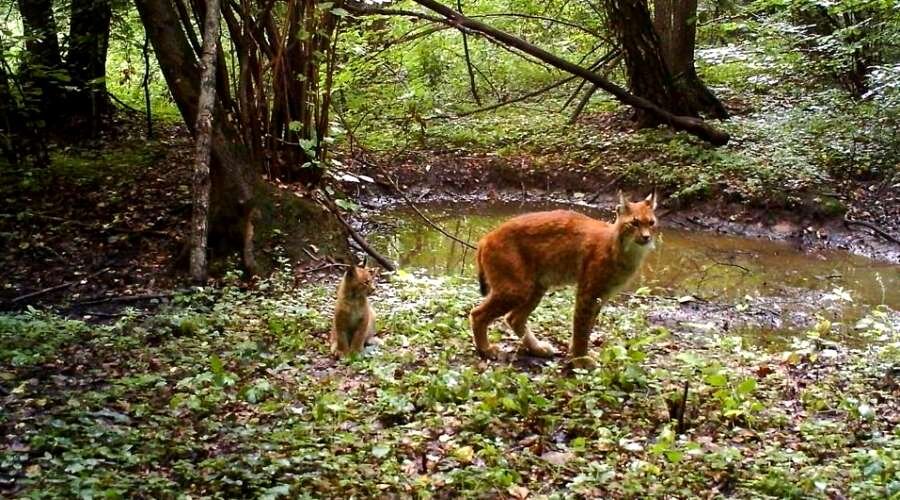 Все животные в Чернобыльской зоне стали беззащитными...