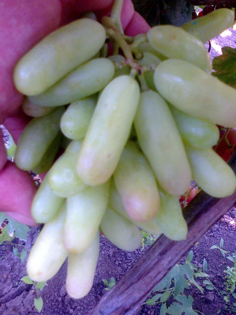 Виноград Хусайне белый Узбекистан